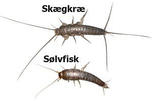 Skægkræ FAQ